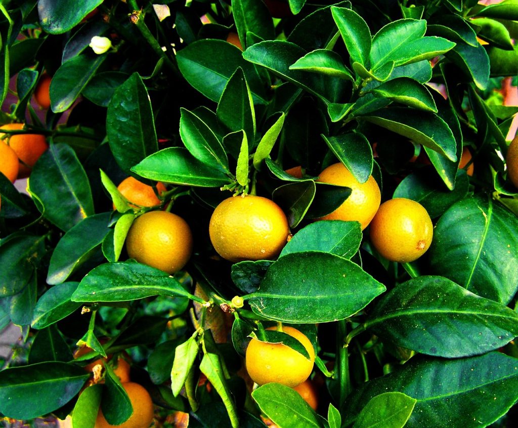 huile essentielle de mandarine