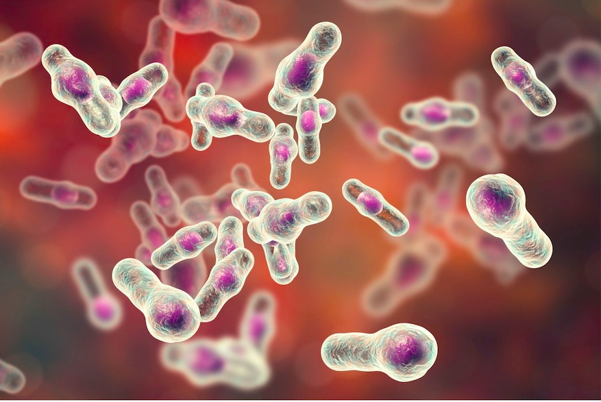 clostridium difficile la rochelle
