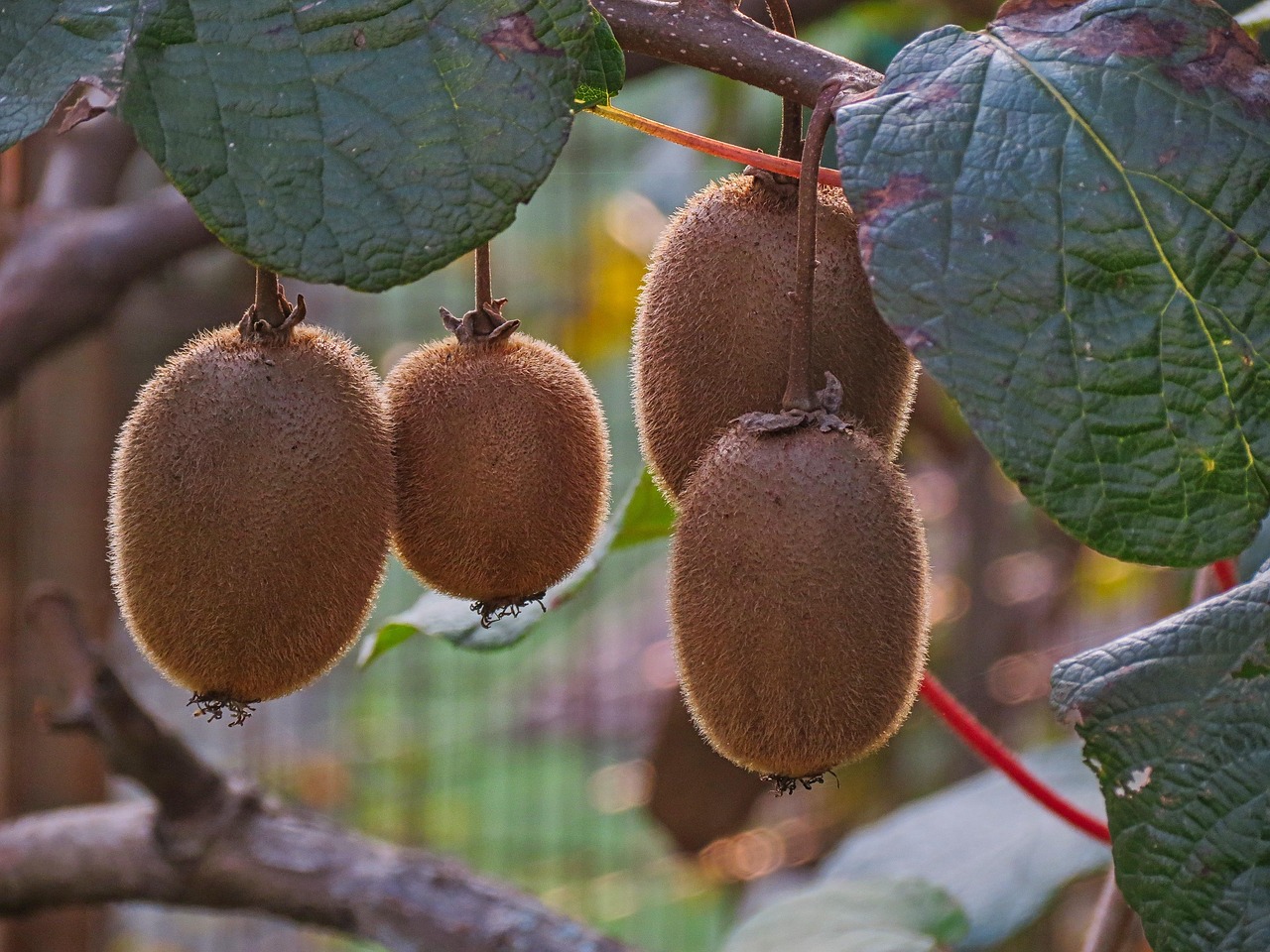 kiwi constipation